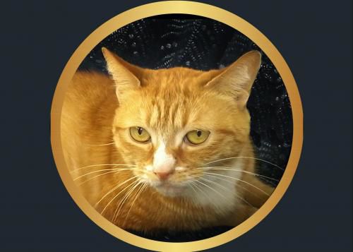Buttercup.jpg